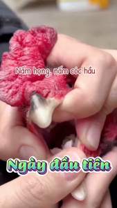 Nấm họng cho chiến kê - nấm cóc hầu