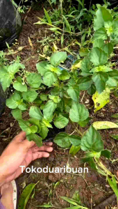 Bibit Tanaman Pohon Nilam / Dilem Super Ungul - Bahan Minyak Wangi ( Beli 5 GRATIS 1 )