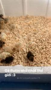 5 trứng gà rutin về ấp