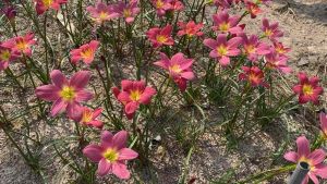 ฏ.หัวดอกบัวดิน Nutty6 หัวละ 10บาท