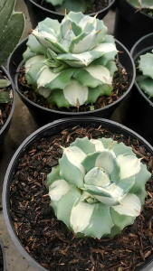 bunga hidup asli agave potatorum shoji raijin varigata putih