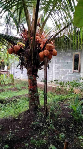 Bibit Kelapa Genjah Orene 3 THN Berbuah