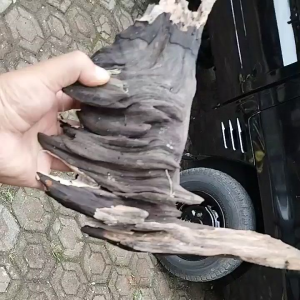 Kayu Aquascape / Kayu Aquarium / Akar Kayu Tua / Bongkahan Kayu