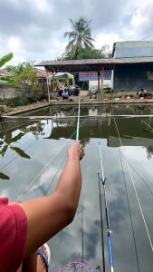 Essen ikan mas indukan Essen Spesialis Ikan Babon Essen Khusus ikan mas Super - Essen  Oplosan Es Doger & Amisan untuk babon ikan mas Essen Gacor Essen Ikan Besar Essen Ikan Babon Essen Paling gacor Essen Nu mancing