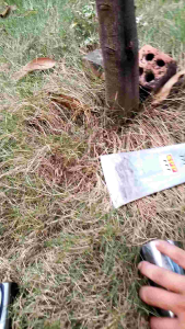 Dodos sawit super tajam 12cm