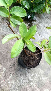 jambu kristal putih tanpa bijibibit di jamin valid tanaman sehat cepat berbuah di ambil dari indukan berkualitasbibit sistem camgkok