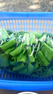 หนังสือดอกไม้จันทน์ 80 แกรม 1กก. 8.cm - สีเขียวเข้ม / สีส้มเข้ม / แดงเข้ม / เหลืองทอง