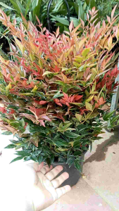 cây nam thiên trúc hàng đẹp ngật luôn