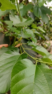 bibit fresh cutting jumbo | white long murbei aroma vanila real