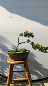 DESIGN OF DIAMOND PODOCARPUS 风吹式造型盆景金钻罗汉松