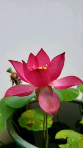 【中国红•上海】中大型 盆池栽庭院水生观赏荷花种藕