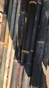 bambu hitam asli untuk pembuatan kandang hewan atau pagar ukuran panjang 100cmm x diameter 7/8 cm