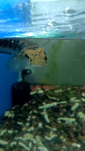 Channa Maru Yellow Sentarum 3/4inci