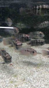 Green Terror Cichlid/Readystock/Freshwater/OrnamentalFish