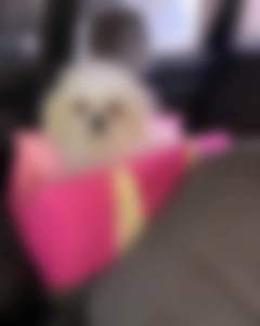 กระเป๋าสัตว์เลี้ยงเดินทางและที่นั่ง