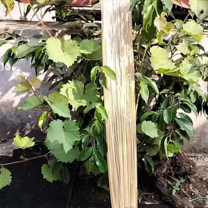 sapu lidi/sapu kasur berkualitas/penebah kasur penyapu