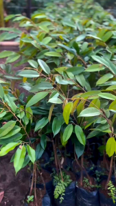 Bibit Durian Musangking Kaki 3 Hasil Okulasi