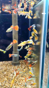 Assorted Male Guppy/Ornamental fish/Freshwater/Readystock