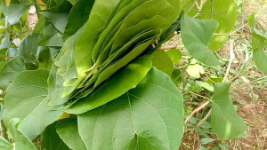 ใบผักสาบผักอีนูนสำหรับเลี้ยงหนอนผีเสื้อ100.ใบ.40บาท