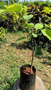 น้อยหน่าเพรชเขียว