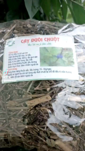 Cây đuôi chuột