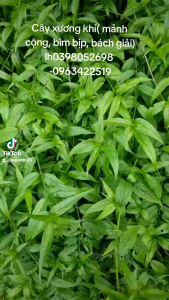 Cây xương khỉ 1 kg giá nhà vườn