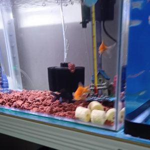 ikan EMAS sepasang 2 ekor boleh pls