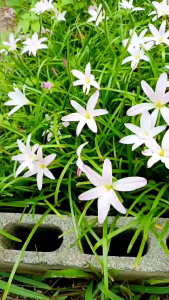 บัวดินรักแรก แตกกอเก่ง 20 หัว (คัดหัวแม่พันธุ์)