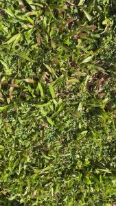 ✨TTFS✨ Elegant Crystal Butterfly Sandals Women • Slip-On Comfy Glam Flip Flops Kasut Perempuan Berkilau G386