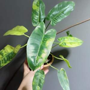 ฟิโลเดรดรอรเบอร์เบิ้ลมาร์ค (Philodendron burle marx variegated )ตัวคอมแพค ตัวเล็ก