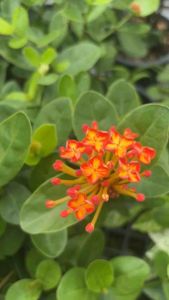 #ต้นเข็ม​ทองประกาย​แสด ฮาวาย #ต้นเข็มทองประกายแสด หรือที่รู้จักกันในชื่อ #ต้นเข็มฮาวาย เป็นไม้ดอกสีส้มสด หายาก ทนแดดทนฝน ออกดอกตลอดปี และเลี้ยงง่ายเหมือนต้นเข็มทั่วไป. เหมาะสำหรับปลูกในกระถาง หรือปลูกริมรั้ว.   ลักษณะเด่น:  * สี: #ดอกสีส้มสด #สวยงาม.  * ค