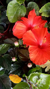 Bunga Raya Pelbagai Warna dan bunga besar