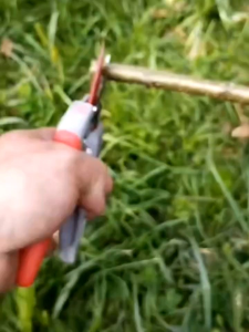 Alat Bonsai dan Berkebun Gunting CHIKAMASA PS-7G Ultra Rosso Original Japan