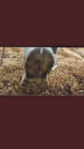 Quechua รองเท้าผู้หญิงเดินบนภูเขา Trails shoes 2406003