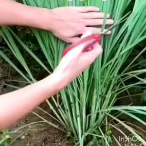 Herba serai kampung /香茅草(beli 2batang percuma 3batang