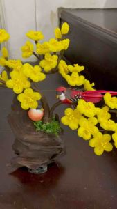 Hoa mai gốc bonsai cao 35-40cm