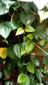 Jual Daun Sirih Hijau Segar 100 Lembar/Petikan Dadakan Saat Order