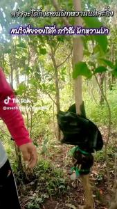 กิ่งตอนผักหวานป่า ขนาดท่อ6หุน พันธุ์ยอดเหลืองใบใหญ่