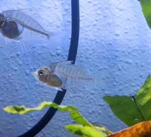 Siamese Glassfish (Parambassis siamensis) | Live animal