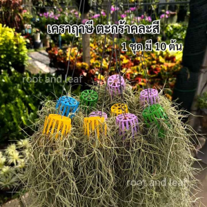 เคราฤาษี ตะกร้าคละสี 1 ชุด มี 10 ต้น ไม้ฟอกอากาศ ไม้ประดับ ดูดความชื้นในบ้าน ดูดซับสารพิษ