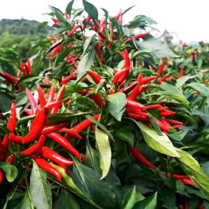 (KEMASAN PREMIUM) BIJI/BENIH CABE RED CLUSTER | CABE RAWIT TUMPUK JEPANG (isi -+300 Butir)