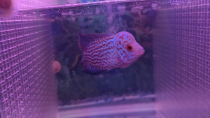 New 3~3.5 inch A Grade Blue Red King Kamfa Big Kok Flower Horn Fish with Broad Body and Beautiful Patterns for Aquarium