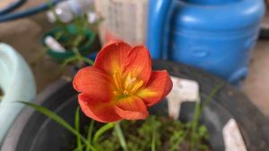 014.หัวดอกบัวดิน Nutty25 หัวละ 20 บาท ดอกหอมอ่อน