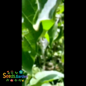 250 BUTIR BIJI/BENIH TERONG TUNJUK/TELUNJUK F1