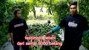 Benih Bibit Pare Paria Tik tok F1 10 gram (Cocok Ditanam di segala cuaca Hujan Kemarau pancaroba ekstrim) isi Benih (55 - 75 Butir) Kadaluwarsa. 2026 (Terbaru Panjang) - Benih Berkwlitas Aura Seed