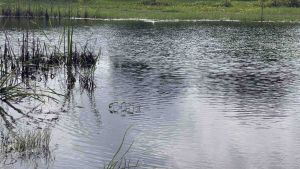 กบกระโดด 3 เซน ตัวเบ็ด 2/0 หนัก 10 กรัม