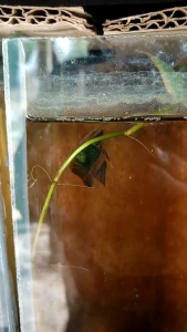 ชุดป่าสายกัดอีสาน set 3หน่วย