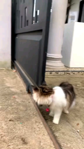 REMOV Spray Anti Jamur Kucing dan Anjing 30 ml Menghilangkan Parasit