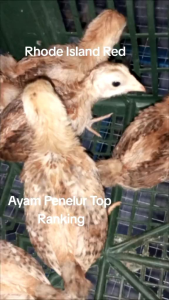 TELUR BENIH BAKATULIN RHODE ISLAND RED(RIR)