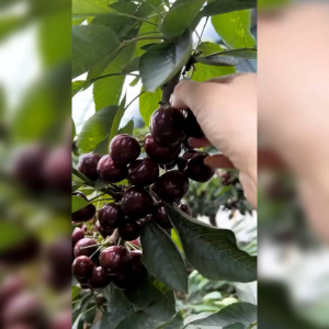 10 BUTIR BENIH TANAMAN BLACK CHERRY (KEMASAN ORIGINAL)